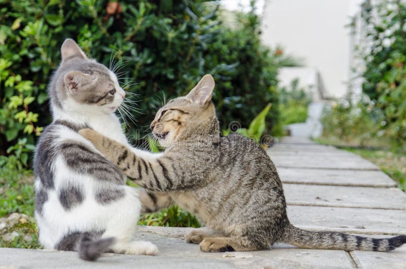 Cats Kittens Playing Wild Strays Stock Image Image of strays, kittens