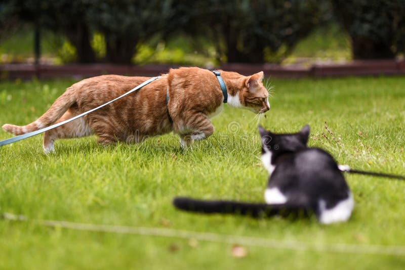 Cats on a Leash Playing in the Garden. Stock Image Image of looking