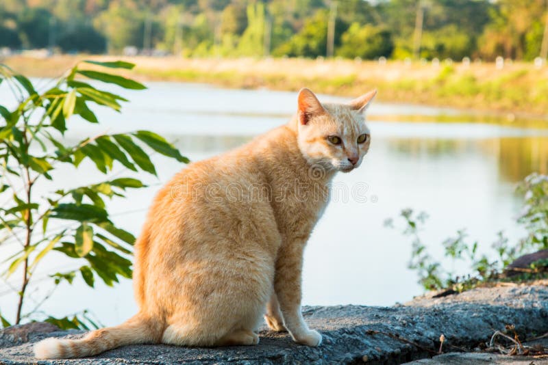 Cats that live in the park stock image. Image of look 83655759