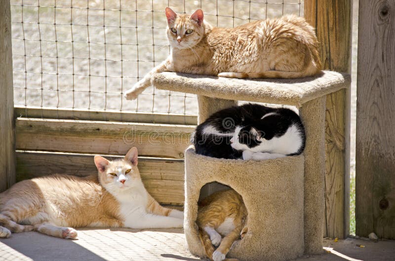 Cats napping in the sunshine