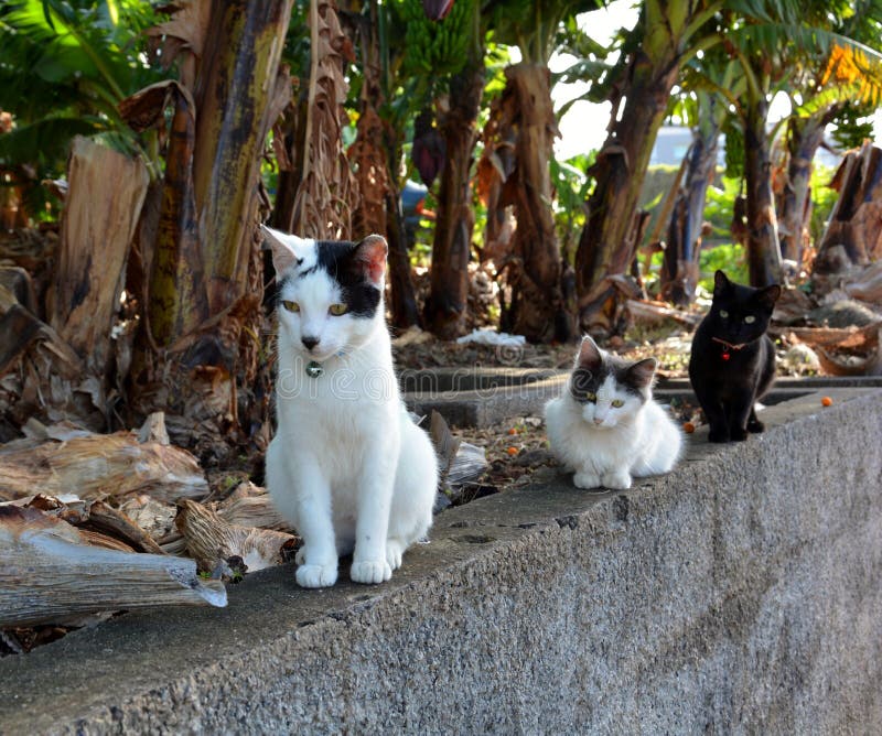 Cats out for a walk stock photography Cats out for a walk stock photography
