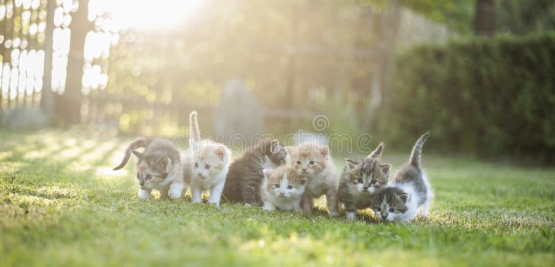 Sieben katzen ist ein.