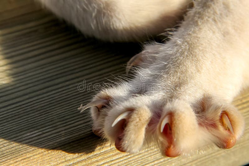 Paws Of A Cat With Sharp Nails Stock Image Image Of Catstockpics