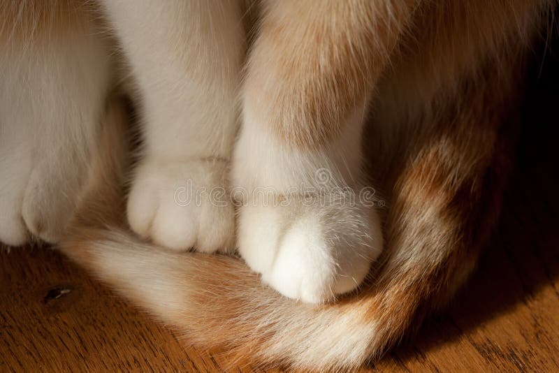 Cats paws stock image. Image of detail, animal, floor 23387579