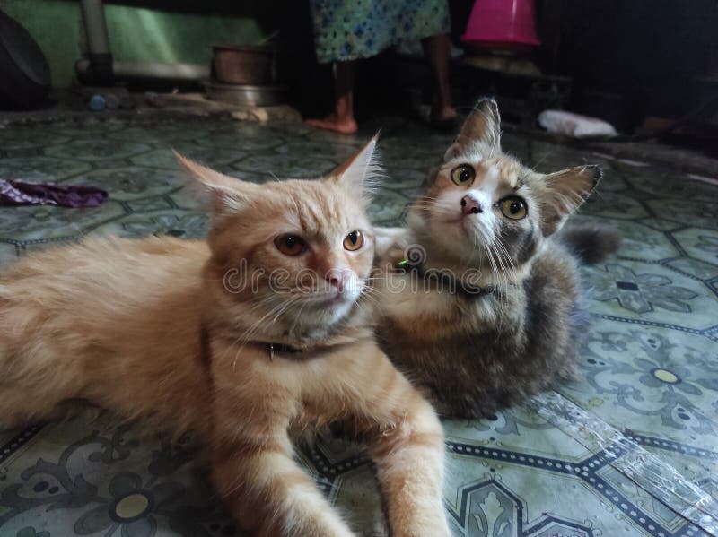 Cats pets animal love stock image. Image of mammal, pets 275345613