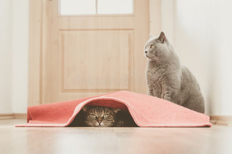 Two cats play together stock photo. Image of furry, grey 20758306