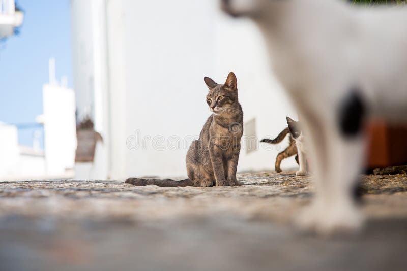 Cats playing stock photo Cats playing stock photo