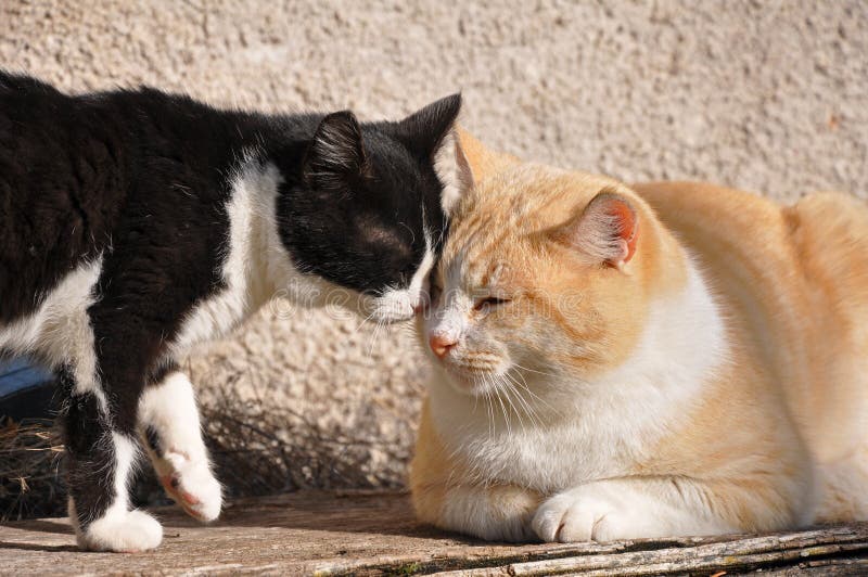 Cats playing at sun stock image. Image of cuddles, feline 71758303