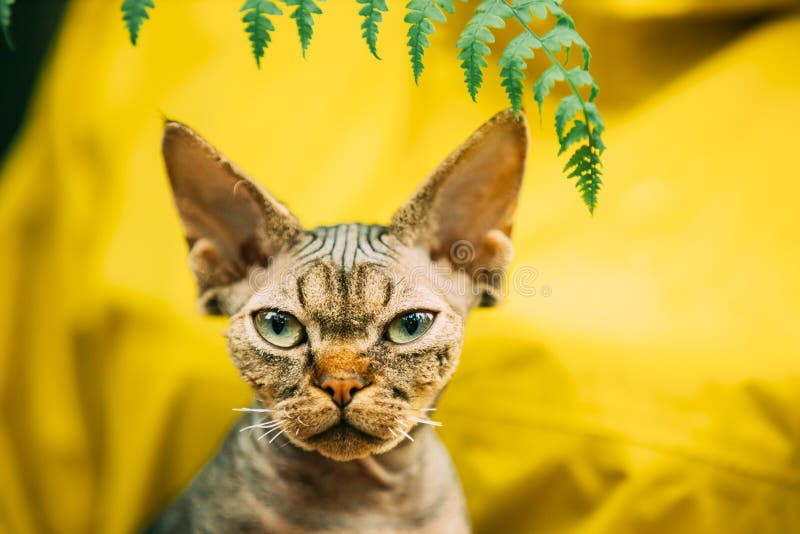 Cats Portrait With Fern Leaves. Cute Funny Curious Playful Beautiful Devon Rex Cat Looking At Camera. Devon Rex Cat With