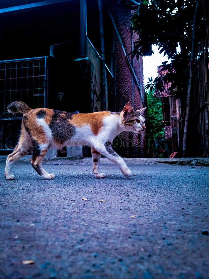 Cats roaming the streets stock image. Image of darkness 265002951