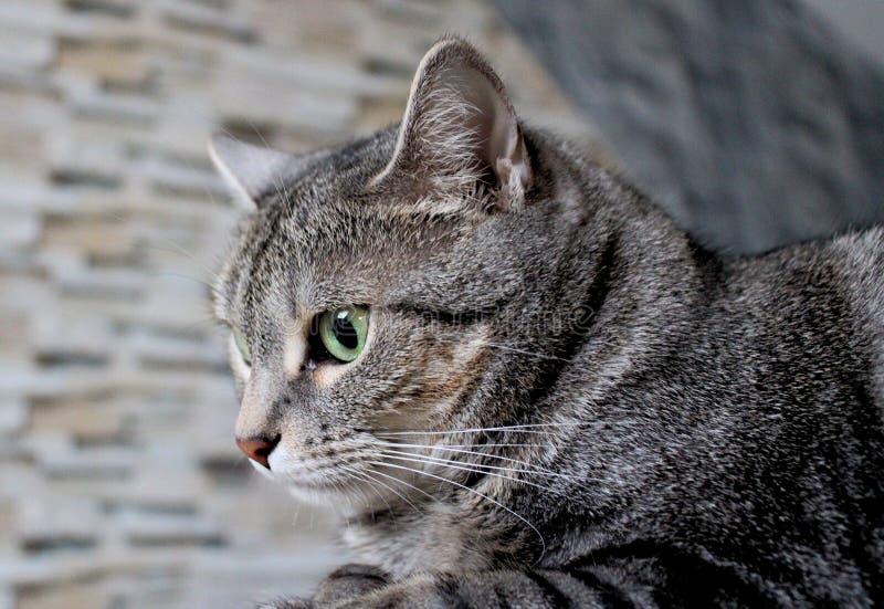 Cats side profile. Wildcat side profile stock images, royalty-free photos and pictures