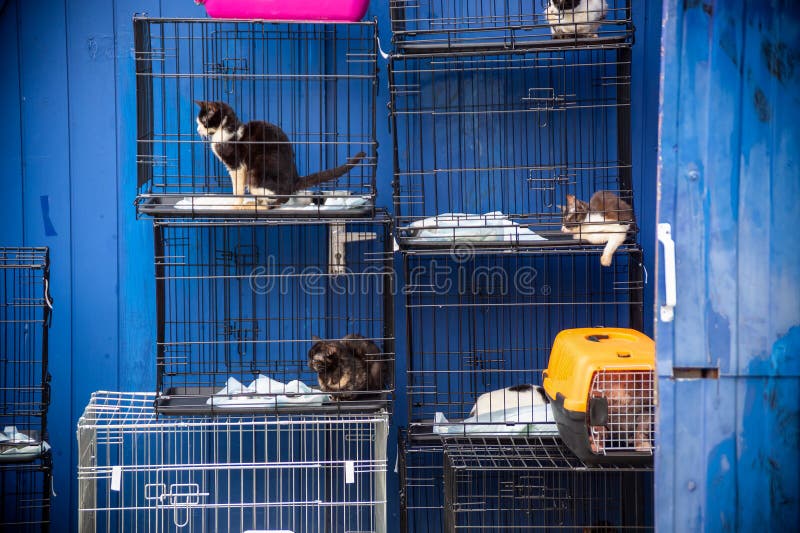 9,113 Animal Cruelty Stock Photos - Free & Royalty-Free Stock Photos from Dreamstime 9,113 Animal Cruelty Stock Photos - Free & Royalty-Free Stock Photos from Dreamstime