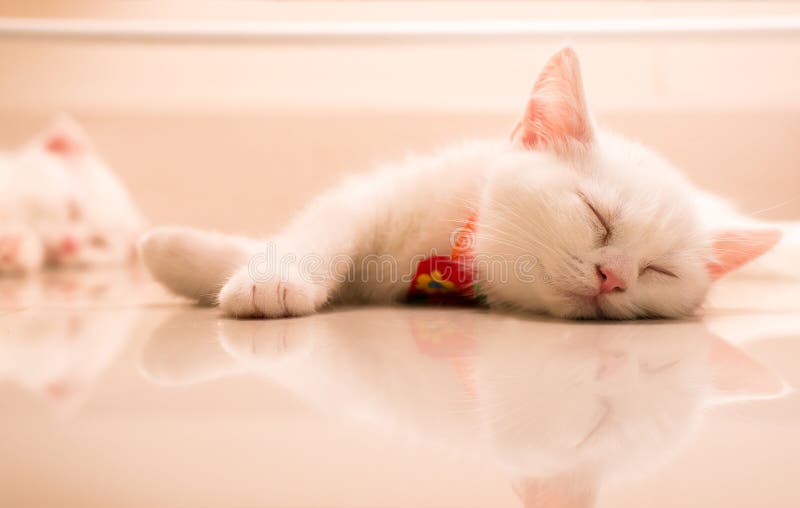 32,311 Sleeping Baby Animal Stock Photos - Free & Royalty-Free Stock Photos from Dreamstime 32,311 Sleeping Baby Animal Stock Photos - Free & Royalty-Free Stock Photos from Dreamstime
