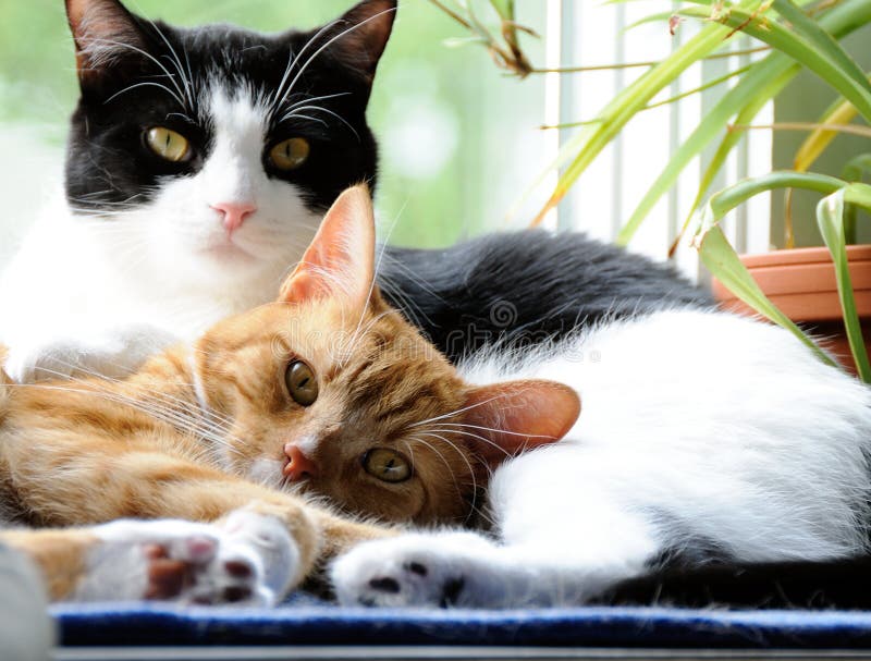 Dos lindo doméstico corto cabello gatos acurrucarse uno próximo en.