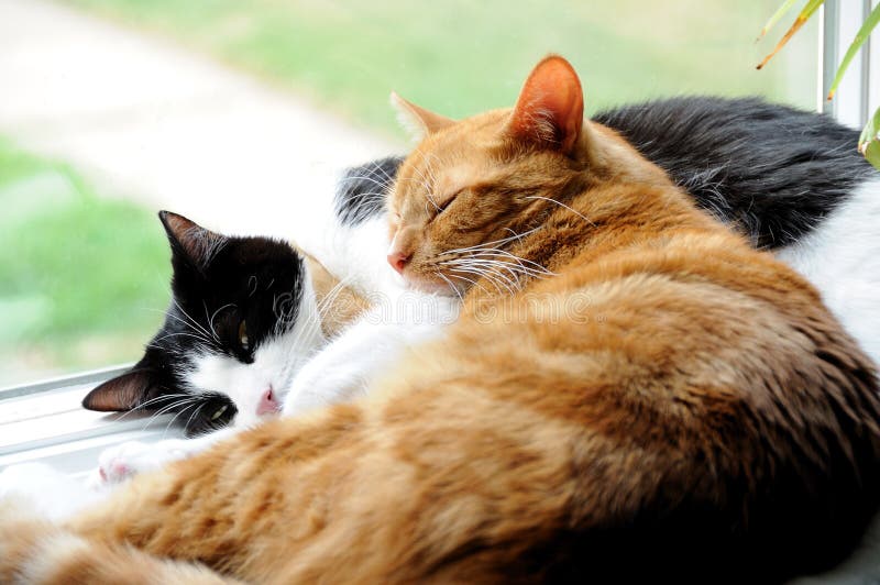 Dos lindo doméstico corto cabello gatos acurrucarse uno próximo en.