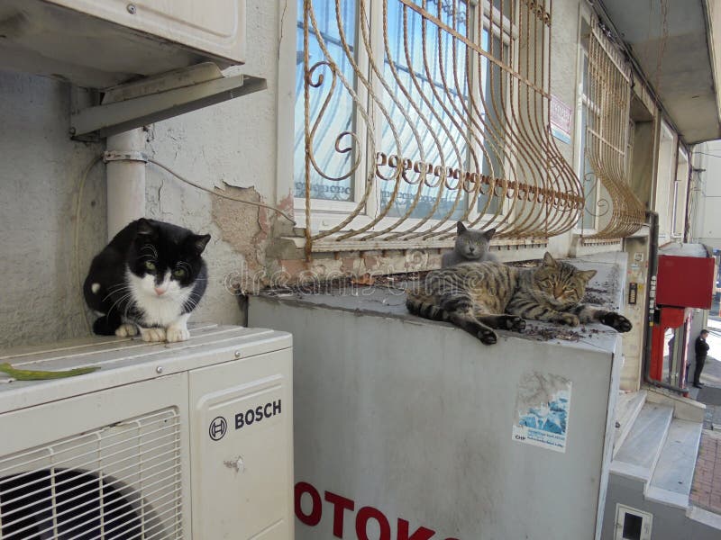 Cats stock image Cats stock image