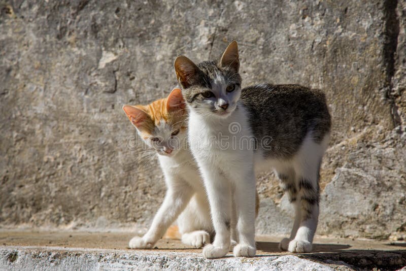 Cats in the Streets of Pelekas Village on Corfu Island Stock Photo ...