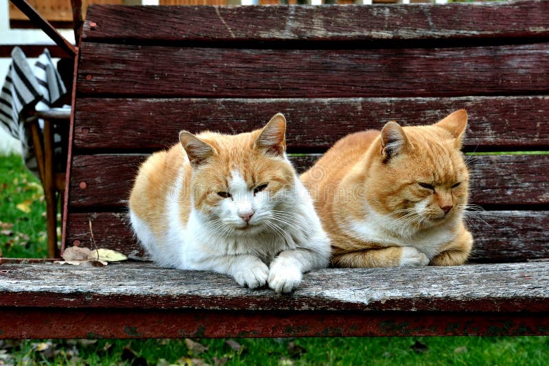 Cats on swing stock photo. Image of swing, cats, pets 45573122