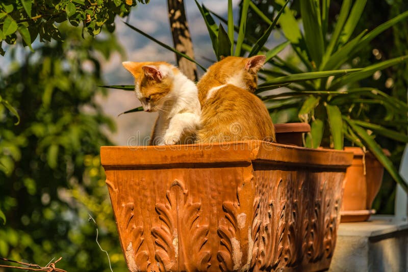 Cats in Terra Cotta Flower Pot Stock Image Image of young, plants