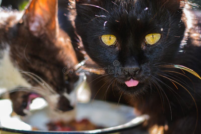 Cats In The Village Eat Street Cats. Stock Photo - Image of hand