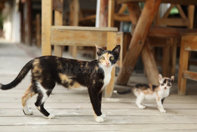 Cats walk around the tables. stock images Cats walk around the tables. stock images