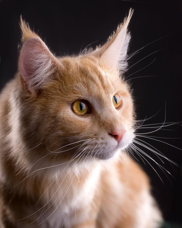 Cats whiskers stock image. Image of ginger, maine, feline 9976945