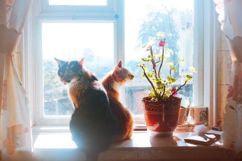 Restaurant for cats stock photo Image of yellow tulips Restaurant for cats stock photo Image of yellow tulips