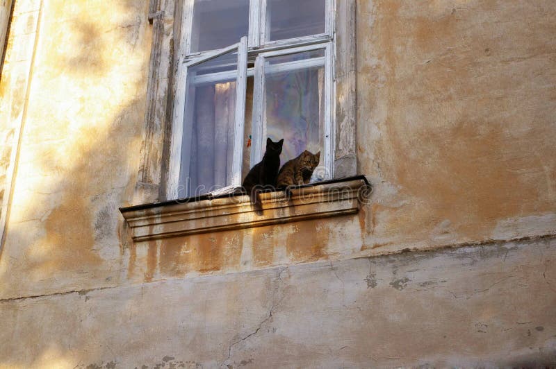 Cats on the windowsill