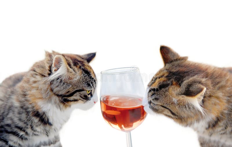 Cat with Sign and Rum in Prison Stock Image - Image of beige, creative:  167814463