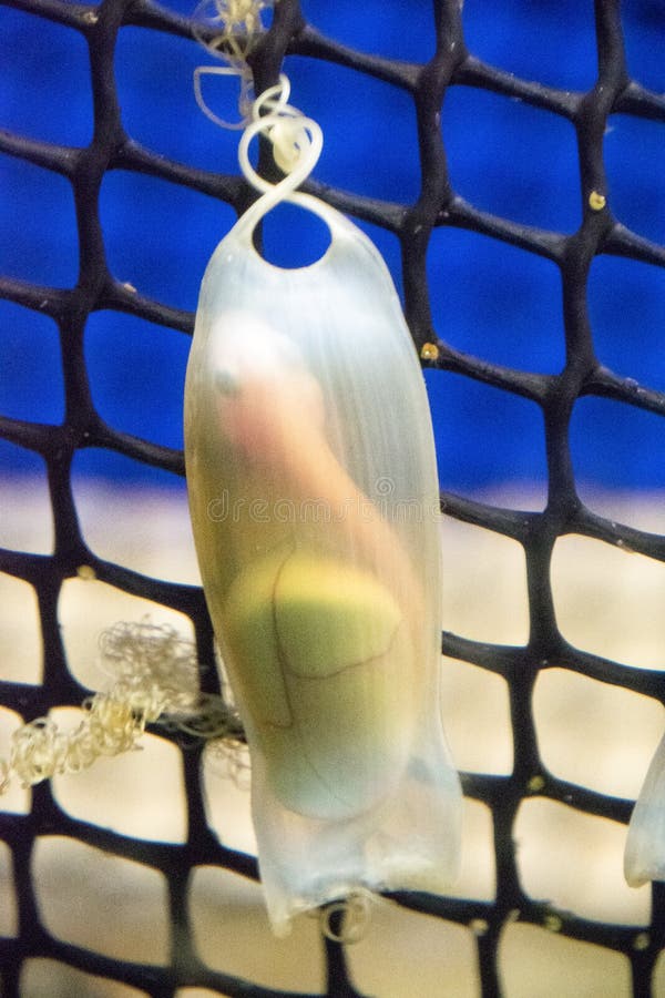 Catshark Egg Inside an Aquarium Stock Photo Image of black, shark