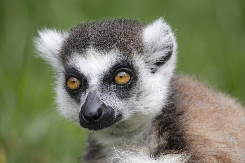 Catta do Lemur