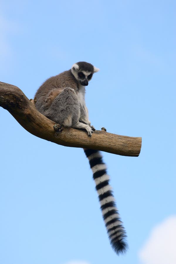 Catta lemur on a tree branch