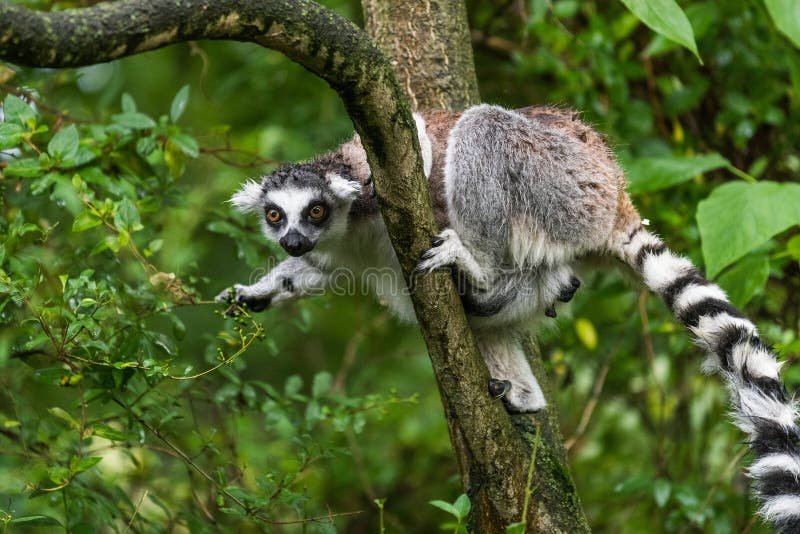 Lemur catta on the tree in ZOO Plzen. Lemur catta on the tree in ZOO Plzen