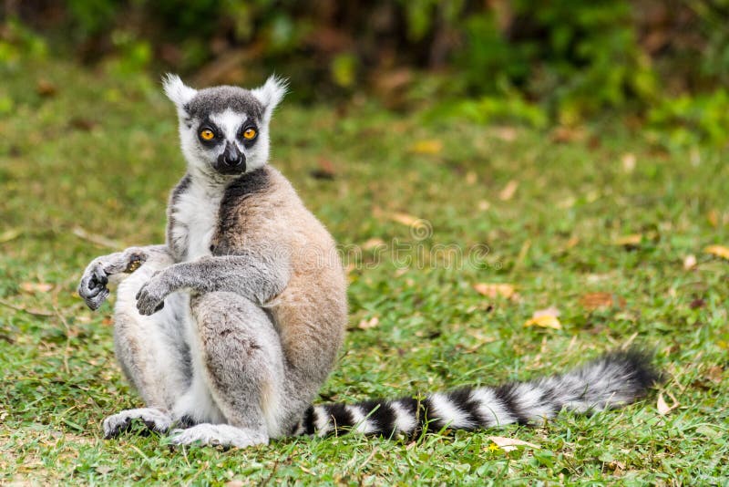 Lemur Catta (Maki) in the Nahampohana reserve, Madagascar. Lemur Catta (Maki) in the Nahampohana reserve, Madagascar