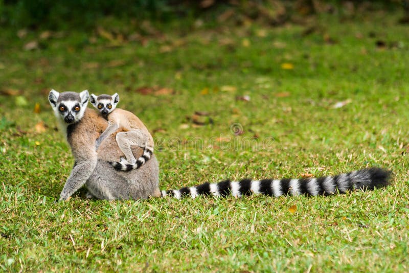 Mother lemur Catta (Maki) and his baby in the Nahampohana reserve, Madagascar. Mother lemur Catta (Maki) and his baby in the Nahampohana reserve, Madagascar