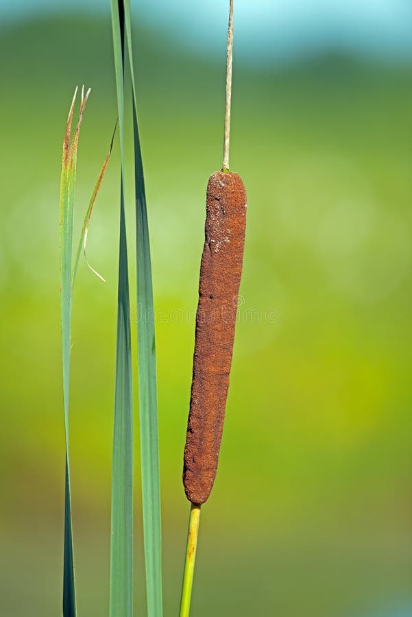 Cattail στοκ εικόνες Cattail στοκ εικόνες