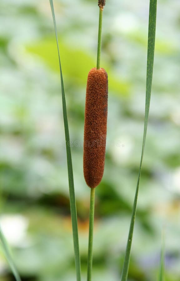cattail στοκ εικόνες cattail στοκ εικόνες