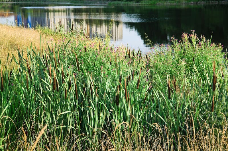 Cattail Broadleaf & x28; Latifolia& x29 do Typha; na costa da lagoa imagem de stock Cattail Broadleaf & x28; Latifolia& x29 do Typha; na costa da lagoa imagem de stock