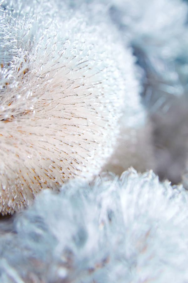 Cattail do latifolia, do junco, o broadleaf ou o comum do Typha fotografia de stock Cattail do latifolia, do junco, o broadleaf ou o comum do Typha fotografia de stock