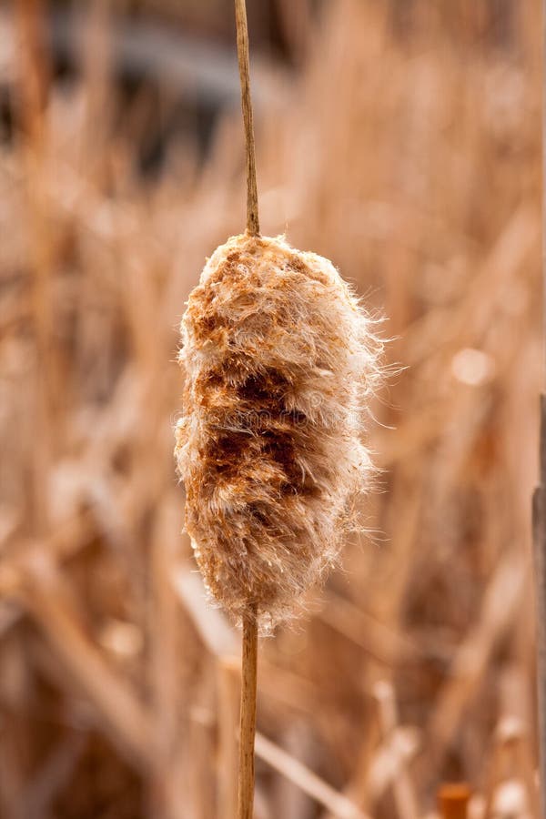 Cattail no inverno atrasado imagens de stock Cattail no inverno atrasado imagens de stock