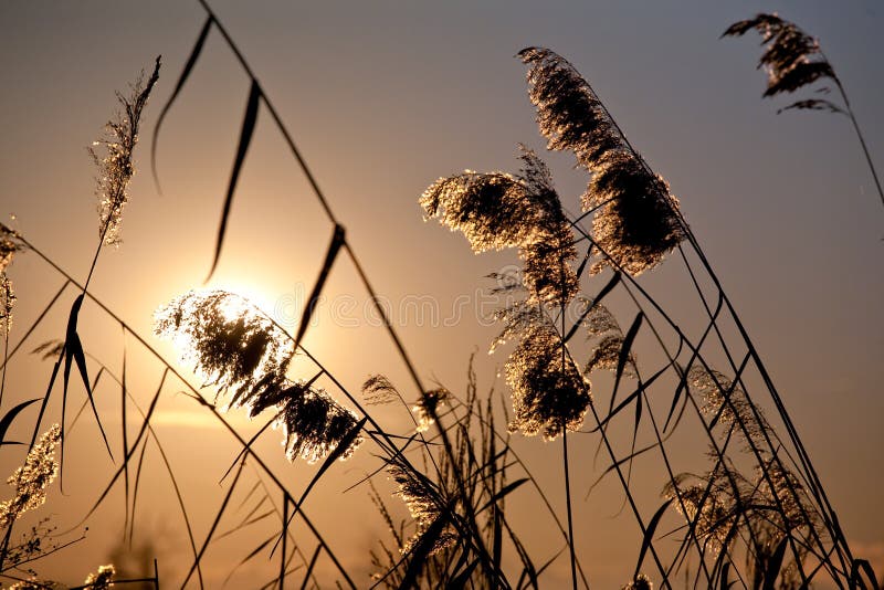 Cattail plants in back-light