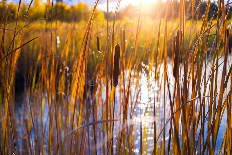 Cattail in swamp