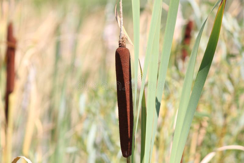Cattails in Ditch Typha stock photo. Image of roadside 88125284