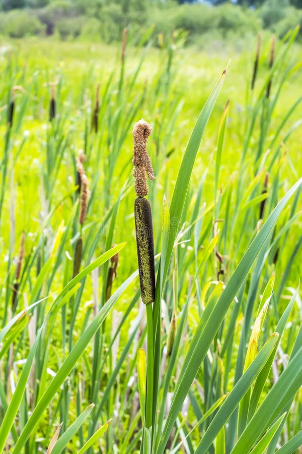 1,635 Typha Grass Plant Photos  Free & RoyaltyFree Stock Photos from