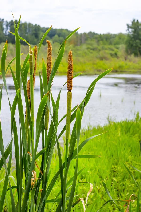 1,635 Typha Grass Plant Photos  Free & RoyaltyFree Stock Photos from