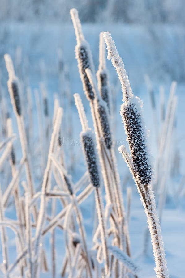 cattail παγετός στοκ εικόνα cattail παγετός στοκ εικόνα