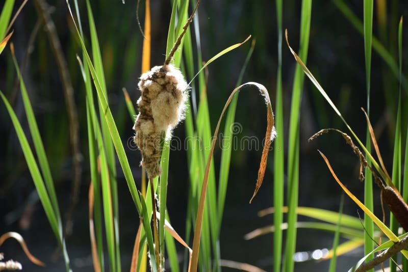 This is a picture of a cattail seeding at Kathryn Albertson Park in Boise Idaho. These plants grow in and around water areas. This is a picture of a cattail seeding at Kathryn Albertson Park in Boise Idaho. These plants grow in and around water areas.