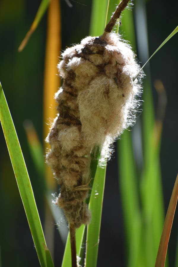 This is a picture of a cattail seeding at Kathryn Albertson Park in Boise Idaho. These plants grow in and around water areas. This is a picture of a cattail seeding at Kathryn Albertson Park in Boise Idaho. These plants grow in and around water areas.