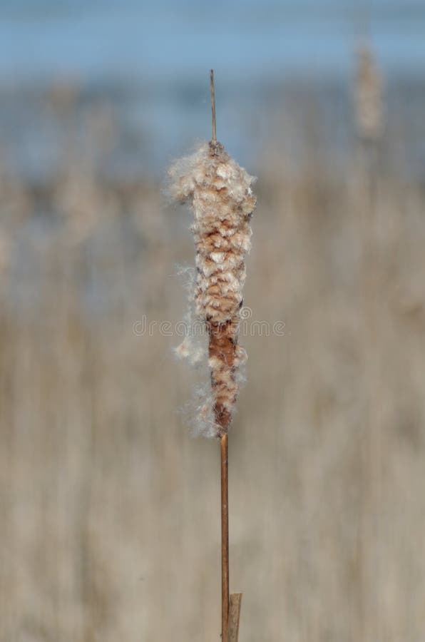 Cattails in the Marsh stock images Cattails in the Marsh stock images