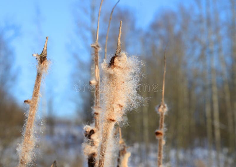 Cattails in winter. stock photo. Image of cattail, natural 111576464